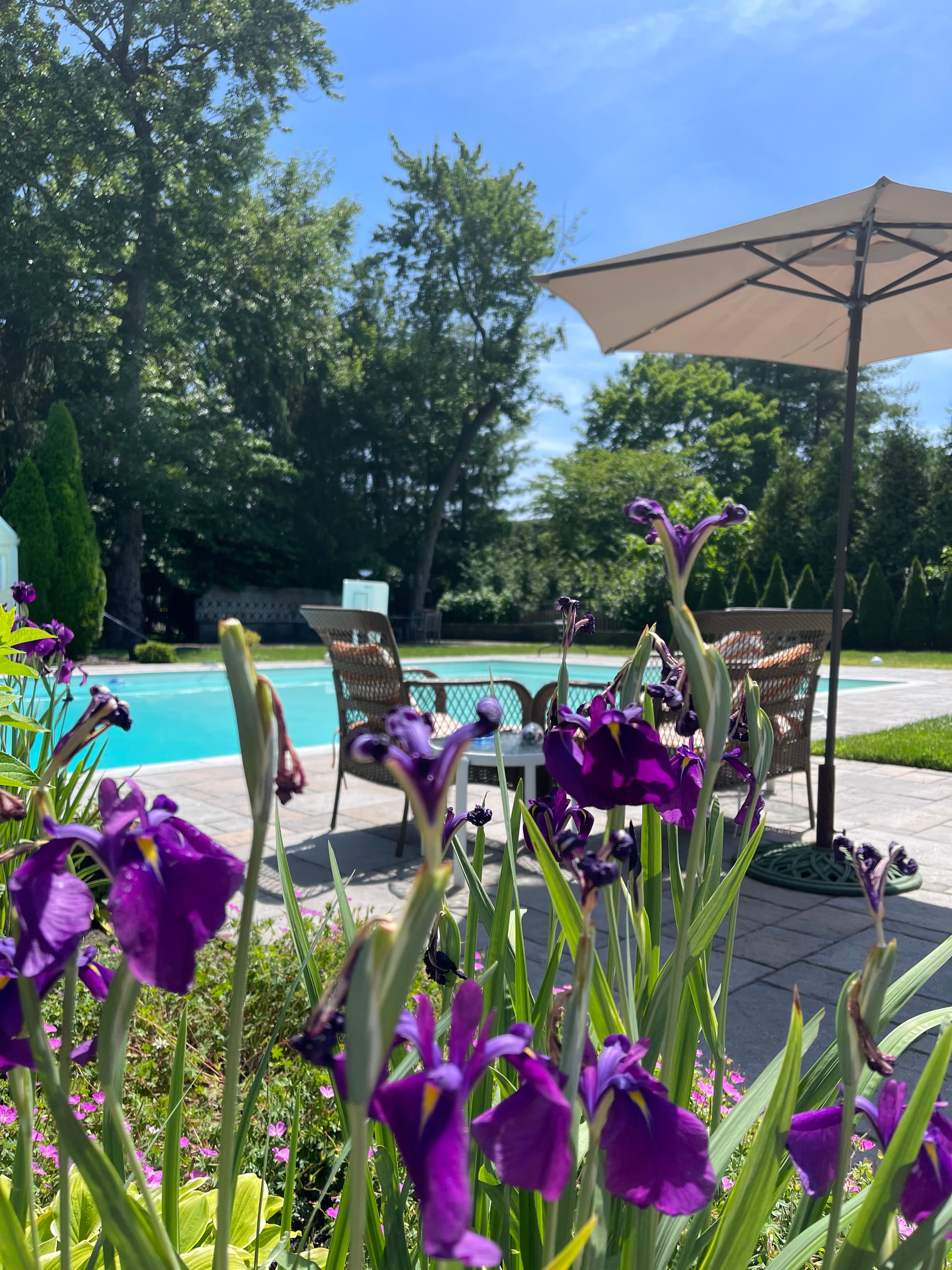 Garden irises beside the pool